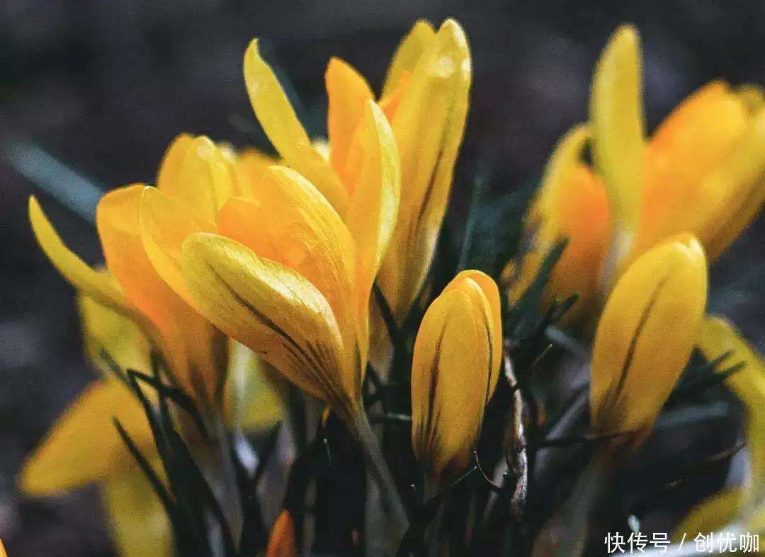 爱游戏直播-包含佛罗伦萨再次大获全胜，势如破竹的词条